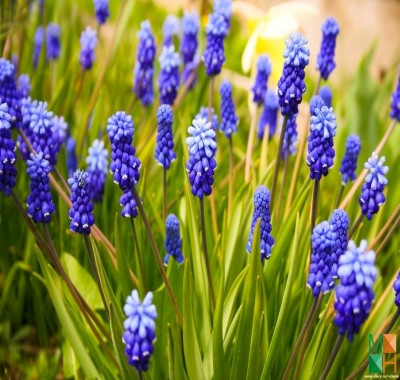  Tranh dán tường Hàn Quốc hoa lavender FW - 041